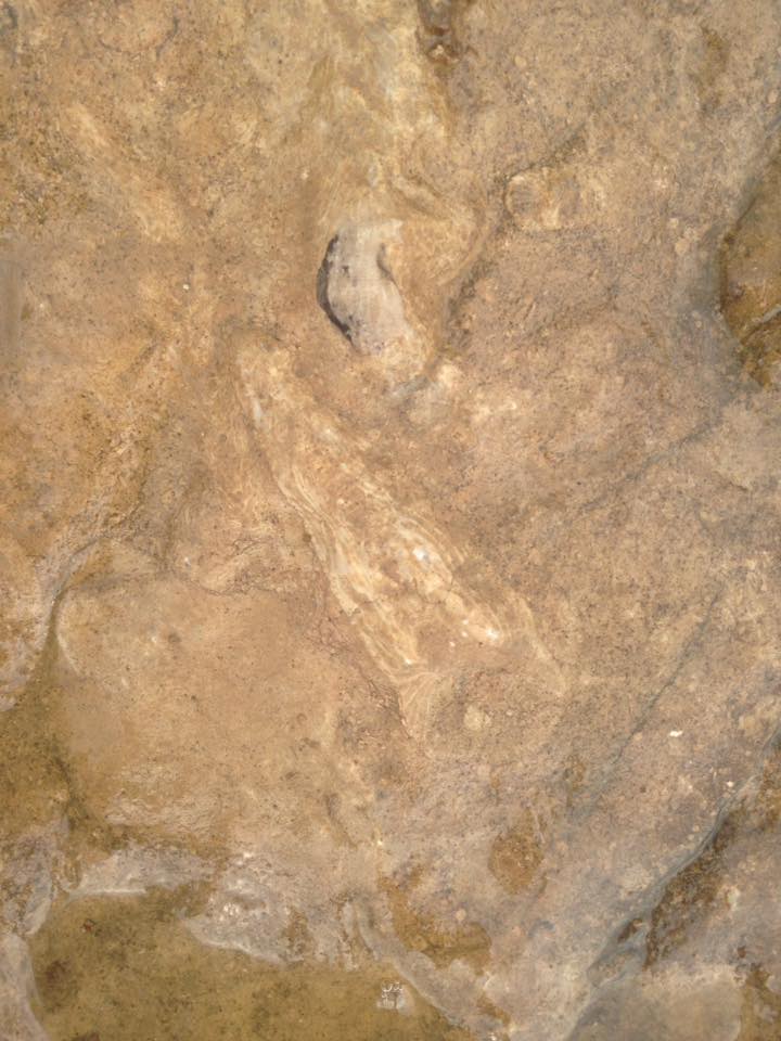 13880222_1303431349685612_3184209067823354704_n