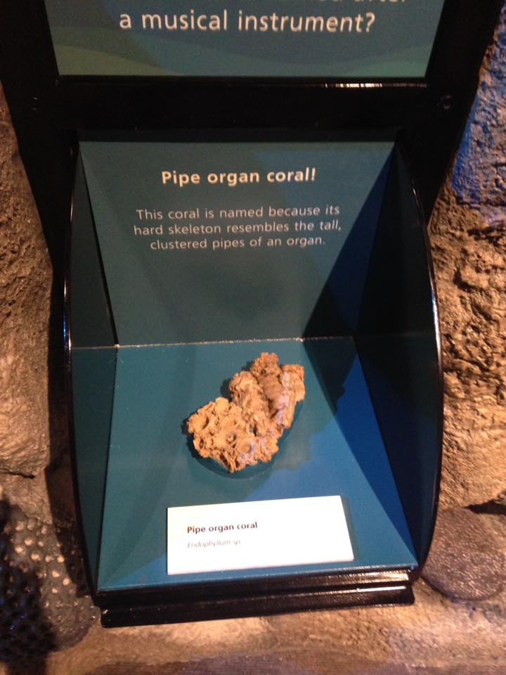 13880275_1303428056352608_4041888957901493885_n