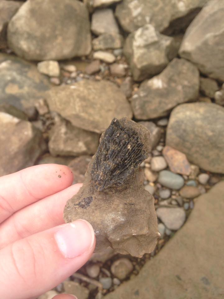 13882267_1303431483018932_2752752886991542704_n