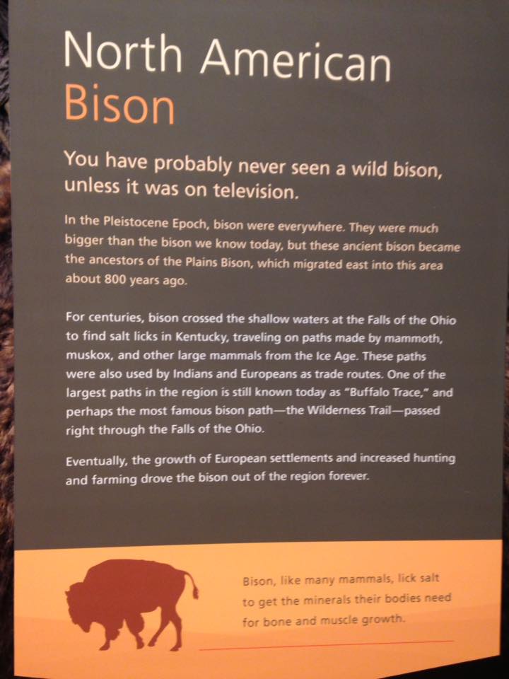 13882471_1303428946352519_921293434058393979_n