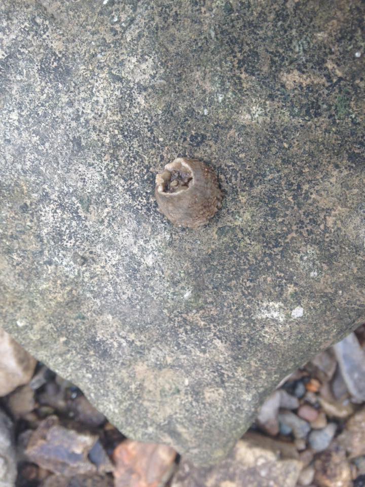 13882525_1303431603018920_1229437243350112219_n