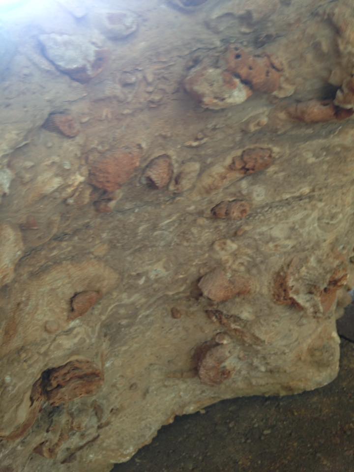 13886318_1303426786352735_64962354728101684_n