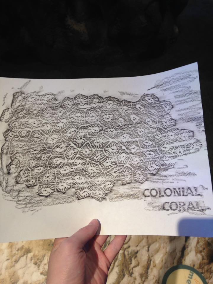 13895008_1303427853019295_7217260265180876750_n