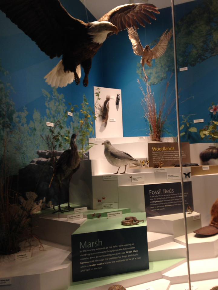 13895394_1303430236352390_1466488336490827856_n