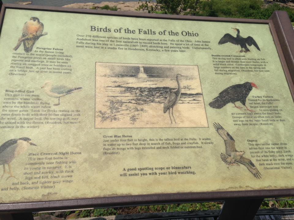 13895398_1303426699686077_2064097819909495081_n