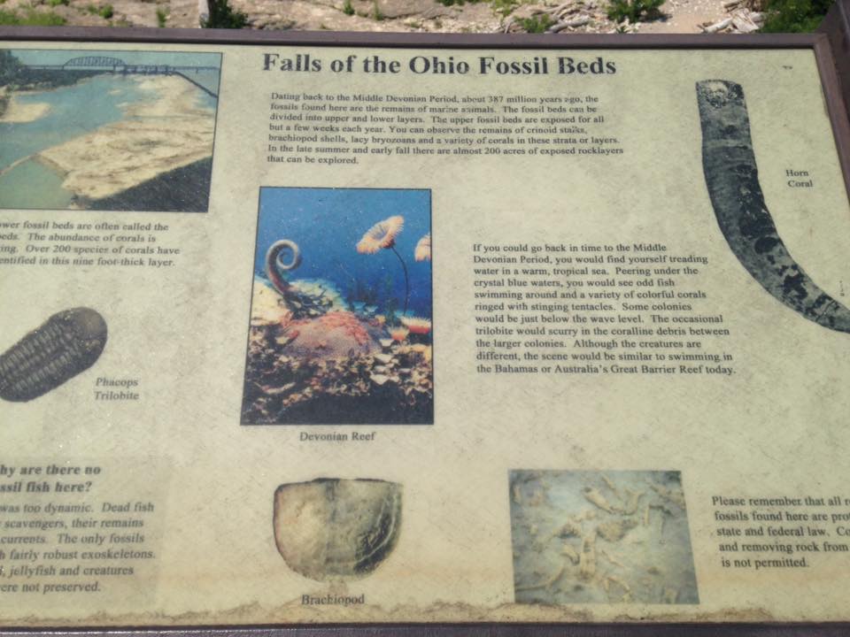 13901458_1303426159686131_7492596210091992712_n