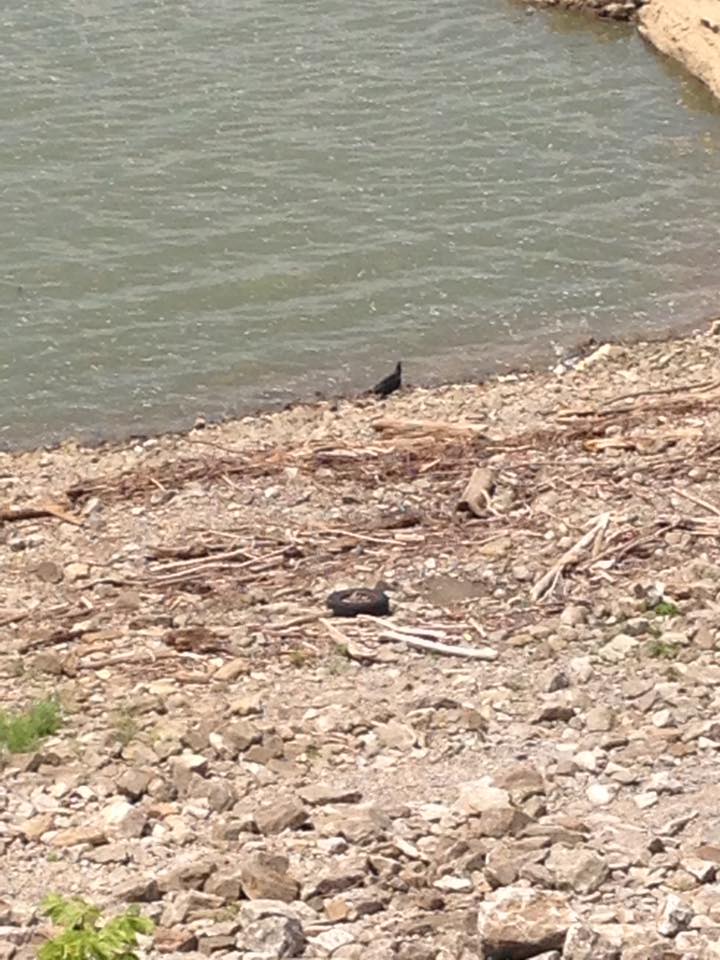 13907187_1303426719686075_7617248703854668680_n