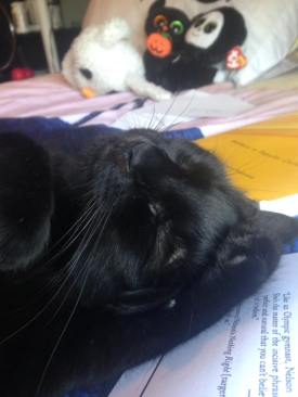 14264812_1341342522561161_7960829246028325643_n