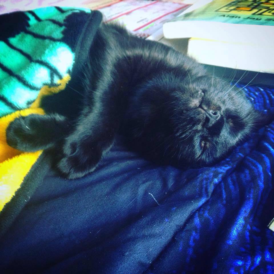 13245216_1352670398095040_8337301074919541472_n