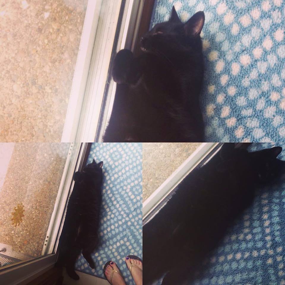 13620118_1286202698075144_1516071007392600449_n