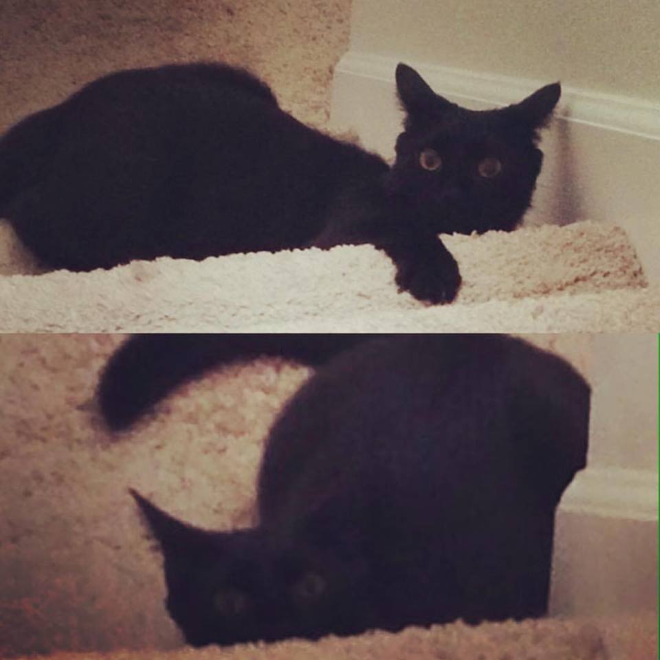 13873036_1303227493039331_5324749511049070964_n