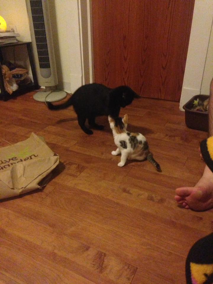 14708124_1382669208428492_2166727205022908565_n