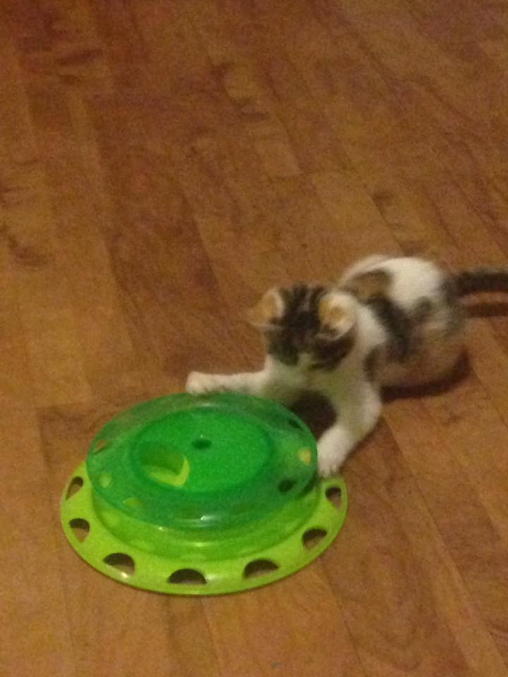 14721613_1382669238428489_6928911056302607916_n