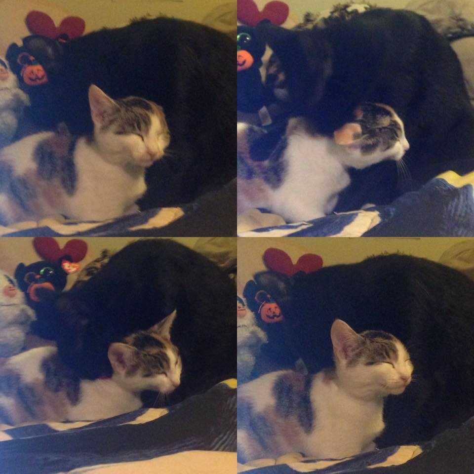 15027748_1405375339491212_3676883101866844168_n