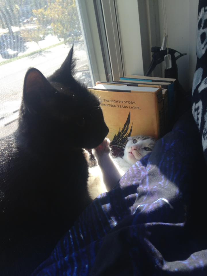 15027974_1405375412824538_1111394424507439820_n