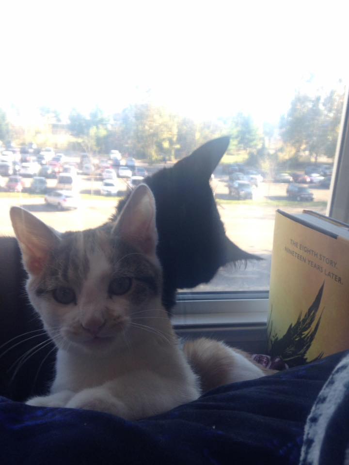 15109377_1417386028290143_1062458460392944677_n