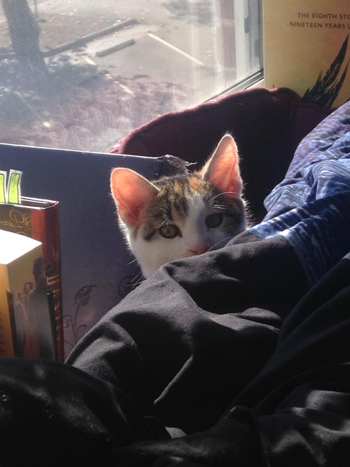 15171235_1417385961623483_4397919009990958687_n