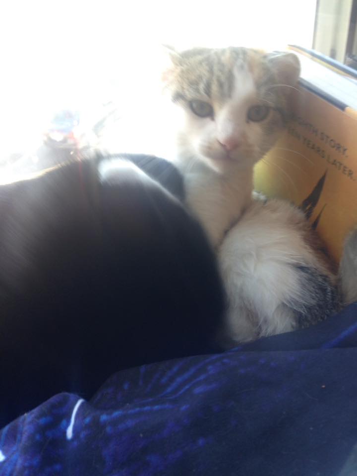 15179149_1417386188290127_2064493052782579598_n