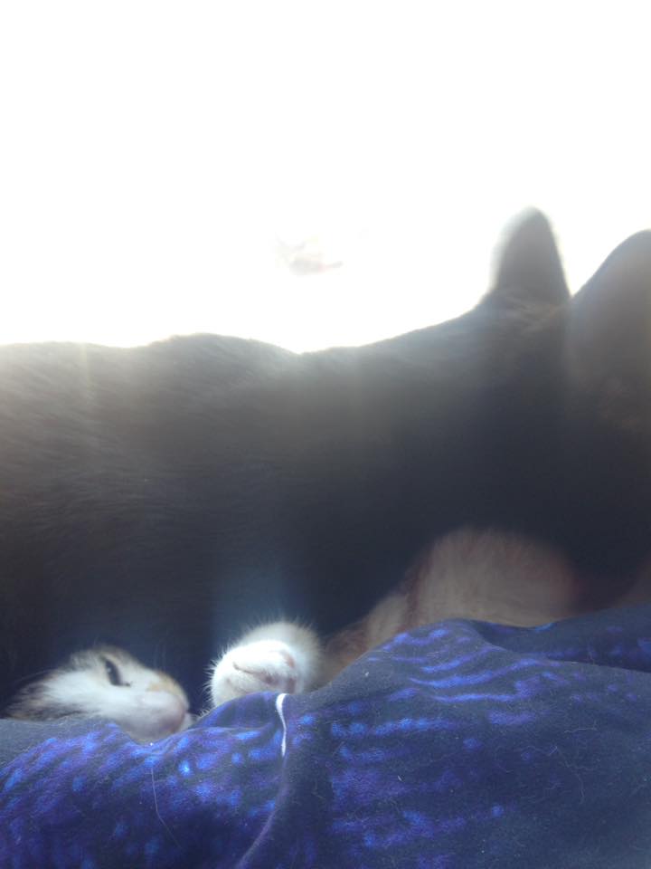 15202688_1417386154956797_9215092188290332804_n