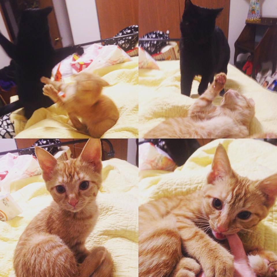 16003284_1491732697522142_4672478902317743569_n