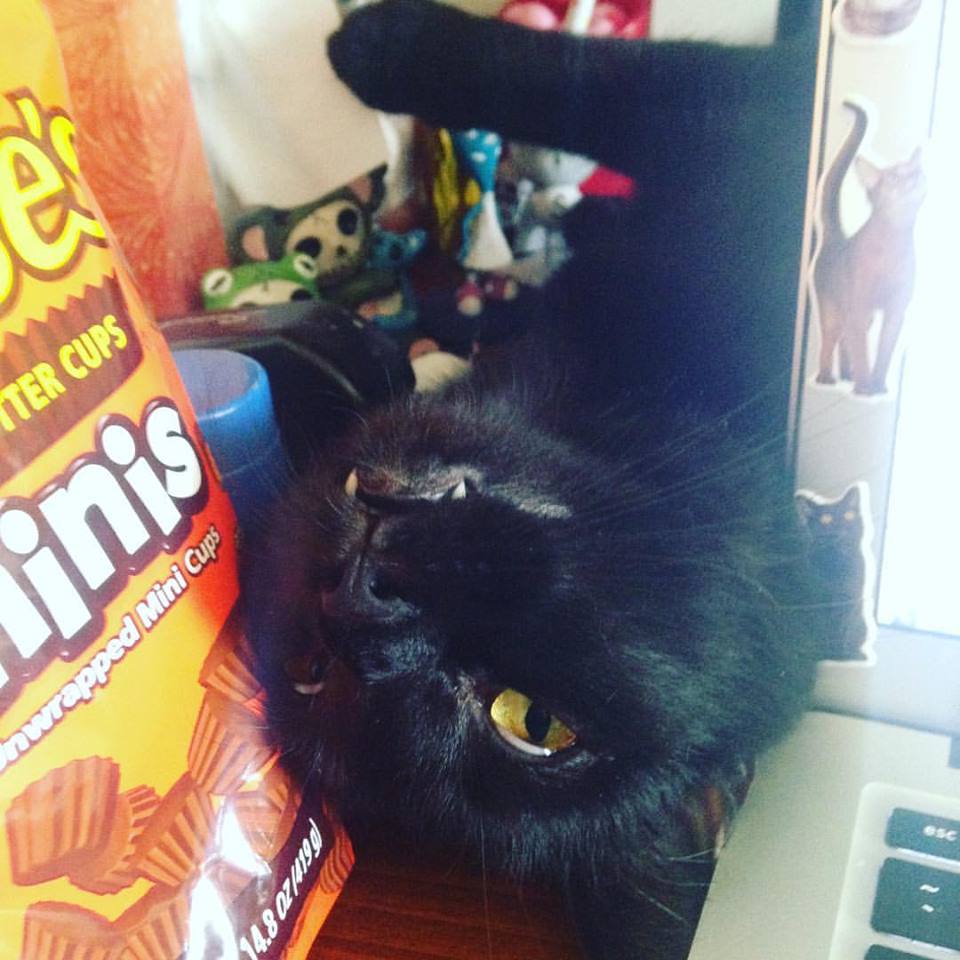 16174966_1502587549769990_179648807577075355_n