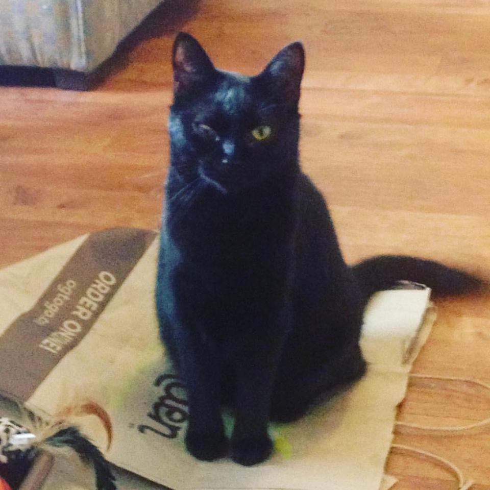 16194880_1491695070859238_7989442269854975269_n