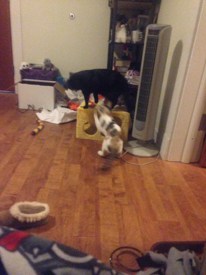 16386898_1506615716033840_8942364237400647219_n