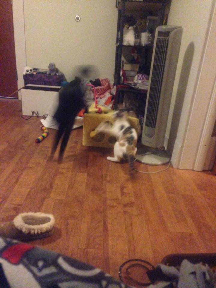 16387379_1506615742700504_9179810648745042219_n