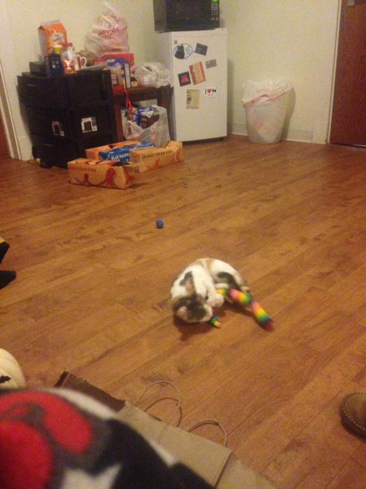 16426067_1506615666033845_1420396870628054934_n