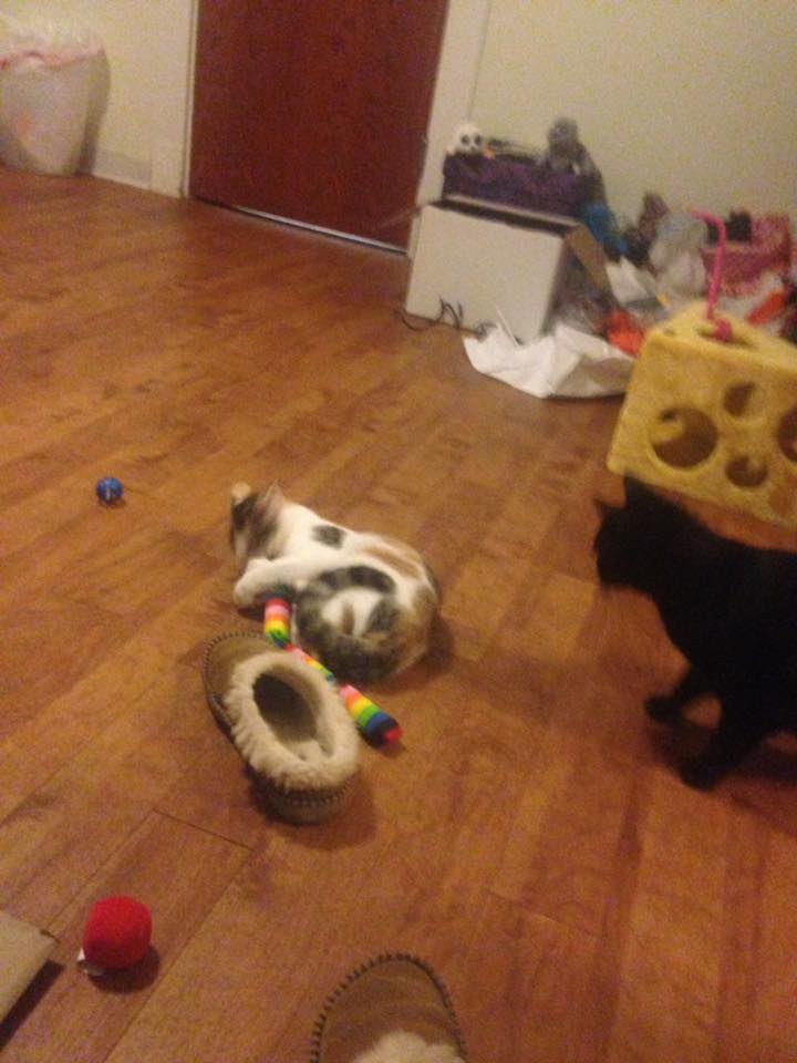 16473153_1506615652700513_2568804078653319776_n