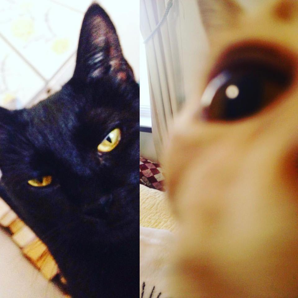 17264583_1553241328037945_6009139108046837072_n