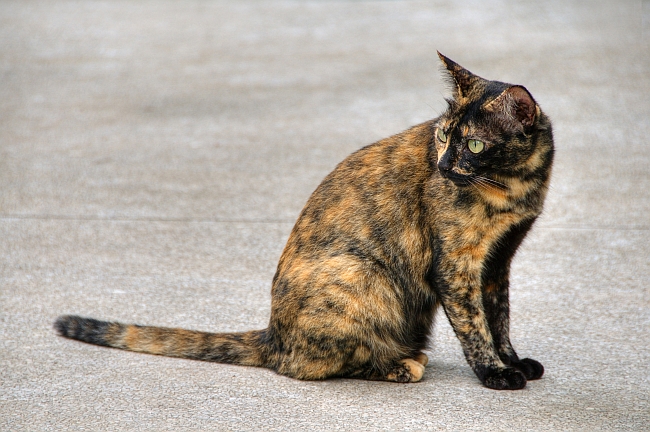 Tortoiseshell-Cat