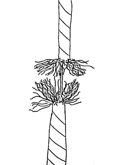 I Hold Onto Fraying Ropes