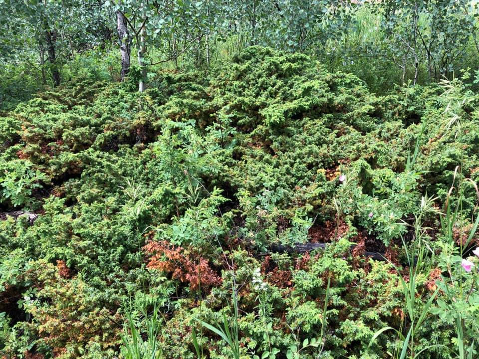 67128023_2722371374458262_4671494730809344000_n