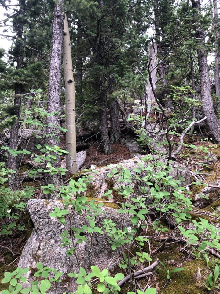 67404500_2722369261125140_7911907805995466752_n