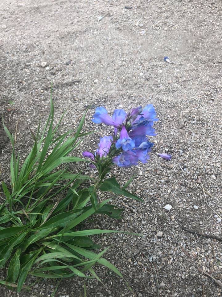 67425999_2722369434458456_6360224770075656192_n