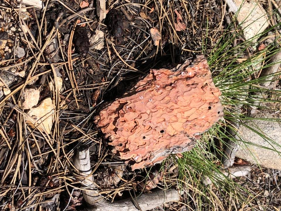 67586362_2722371717791561_4113298408536539136_n